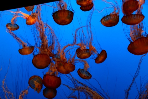 �������� � ��������